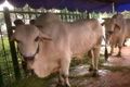 Bentrokan gagal, seekor sapi jadi pelampiasan