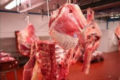 Santap daging kuda, 1 tewas & belasan warga dirawat