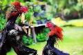 Bos judi sabung ayam beromzet ratusan juta rupiah