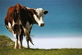 Pria Brazil tewas kejatuhan sapi ketika tertidur pulas
