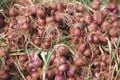 Harga bawang merah sentuh Rp40/kg