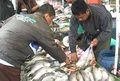 Imbas daging mahal, omzet ikan melonjak 300%