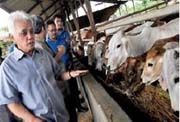 Ini alasan harga daging sapi di Indonesia mahal