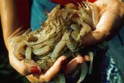Ini tantangan bisnis udang nasional