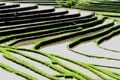 Tiap tahun 1.000 hektar sawah di Bali tergerus