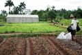 Karawang jadi pilot project pemetaan lahan sawah