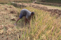 Sawah kekeringan, petani terpaksa panen dini