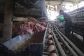 Peternak oplos pakan ayam dengan roti kadaluarsa