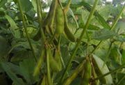 Otonomi daerah bikin lahan kedelai makin menyusut