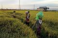Diserang hama hasil panen merosot