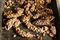Sulotco kembangkan kopi luwak arabika Toraja