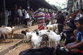 Harga kambing kurban naik hingga Rp500 ribu/ekor