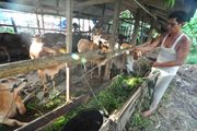 Harga sapi di Padang naik Rp3 juta/ekor