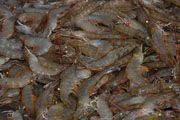 Akhirnya, Indonesia miliki benih udang unggul