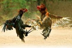 4 penjudi sabung ayam di Bone dibebaskan