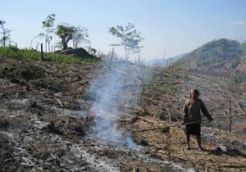 Budaya tebas bakar masih berlaku di NTT