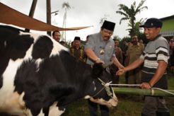 Pakde Karwo kurban Sapi Limosin seberat 1,250 ton