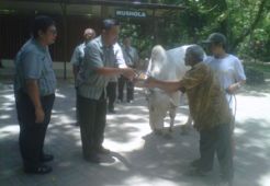 Gembira Loka serahkan 2 sapi & 3 kambing