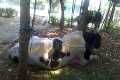 Bobot sapi Cendana mencapai 700 Kg