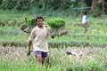 Alih fungsi lahan ancam ketahanan pangan