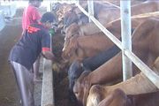 Penerapan asuransi sapi ternak belum lirik Sulsel