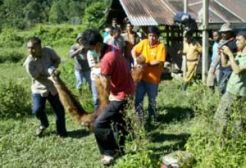 Orangutan datangi pemukiman, banyak ibu ketakutan