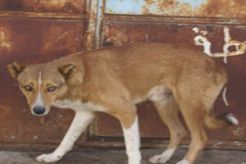 4 warga Bantimurung diserang anjing gila