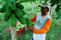 100 petani pepaya diberi...