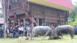 Atraksi meriam bambu meriahkan Natal Oikumene di Tana Toraja