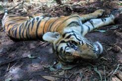 Kalah berkelahi, Harimau Buluah tewas