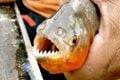 Kerabat ikan Piranha lukai 60 orang di Argentina