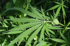 Simpan ganja di bungkus rokok, mahasiswa dibekuk di bandara
