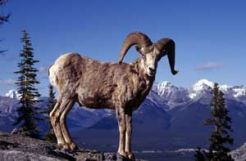 Hasil autopsi, ada memar di leher kambing gunung KBS