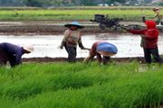 Kementan siapkan 13,5 ribu ton benih untuk sawah puso