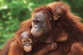 Foto bareng orang utan...
