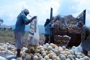 Petani melon di Kuloprogo merugi