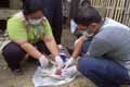 Diduga flu burung, ayam di Bone mati mendadak