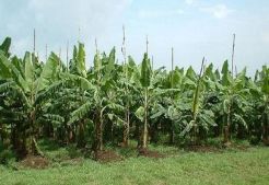 Petani abaka di Manado sudah ada sejak abad 19