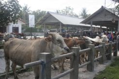Harga sapi dan kambing di Kulonprogo turun drastis