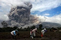 17.150 pengungsi Sinabung telah pulang