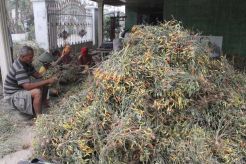 Kena debu Kelud, 18.502 hektare lahan pertanian rusak