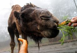 Setelah Anoa, Unta KBS ditemukan mati