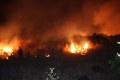 Pembakar hutan harus dihukum berat