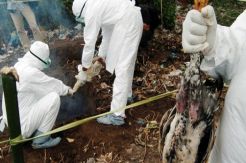 Empat kasus H7N9 kembali ditemukan di China