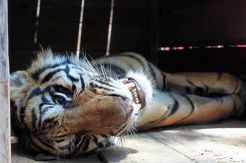 Warga geger harimau muncul di rumah makan