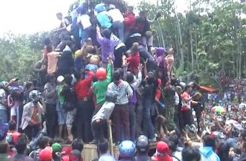 Tradisi unik di Wonosalam, warga rebutan durian gratis