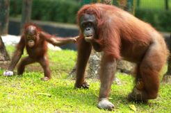 Perkawinan Kirno & Pebi tunggu masa birahi