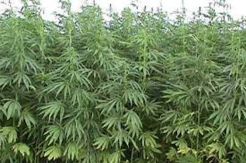 Ribuan pohon ganja ditemukan di ladang warga Jeneponto