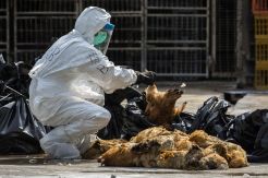 Flu burung H5N1 kembali memakan korban di Kamboja