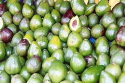 Produksi alpukat Sulsel ditarget naik 8.633 kwintal